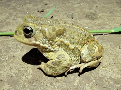 Mongolian Toad