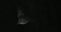 Myotis macropus