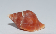 Leucozonia leucozonalis