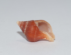 Leucozonia leucozonalis