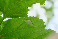 Palpita nigropunctalis