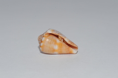 Conus mus