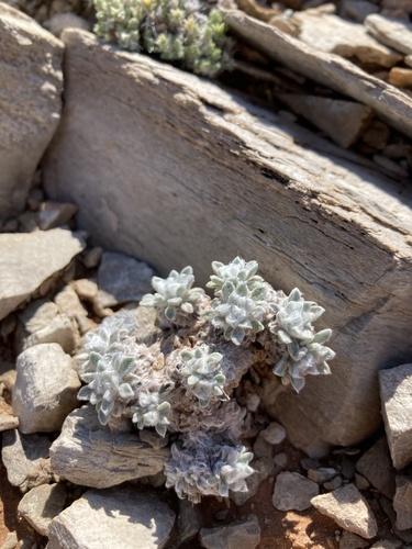 Townsendia spathulata, photograph 5