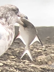 Trachinotus