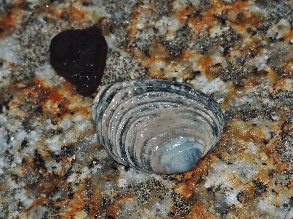 Irusella