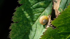 Karaftohelix gainesi