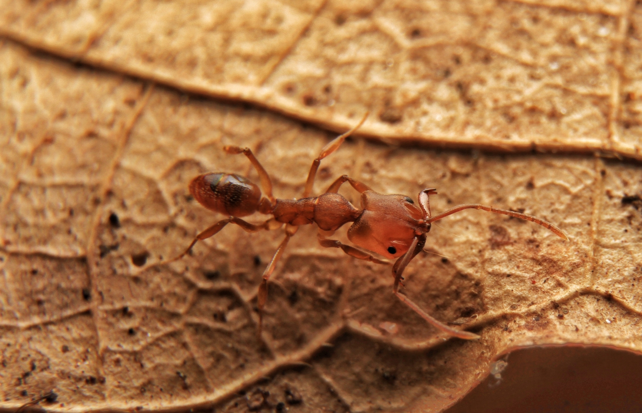 Anochetus altisquamis