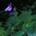 Streptocarpus caulescens - Photo (c) Heinrich Human, some rights reserved (CC BY-NC), uploaded by Heinrich Human