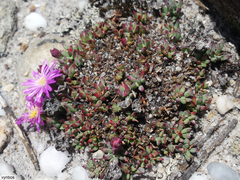 Lampranthus pocockiae