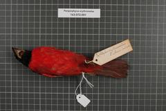 Red-And-Black Grosbeak photo 3