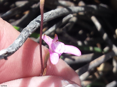 Disa inflexa