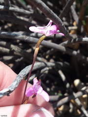Disa inflexa