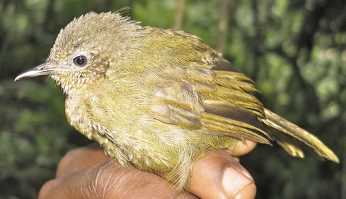 Grauer's Warbler