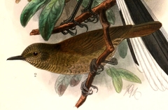 Grauer's Warbler photo 2