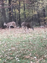 Odocoileus virginianus