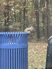 Sciurus carolinensis