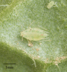 Capitophorus elaeagni