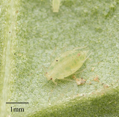 Capitophorus elaeagni