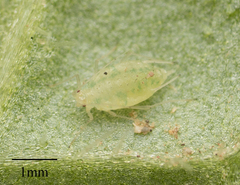 Capitophorus elaeagni