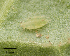 Capitophorus elaeagni