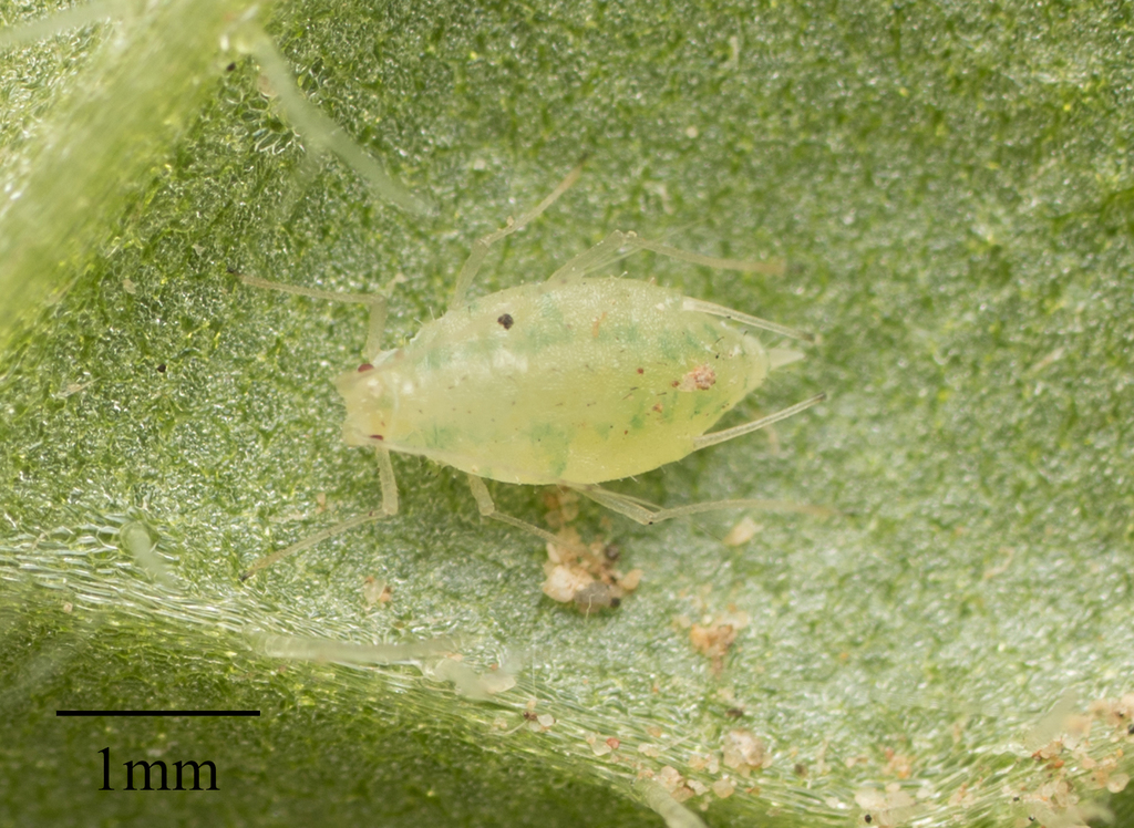 Artichoke Aphid