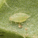 Thistle Aphid - Photo no rights reserved, uploaded by Jesse Rorabaugh