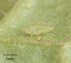 Capitophorus elaeagni