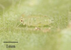 Capitophorus elaeagni