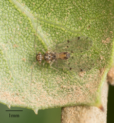 Ectopsocus californicus