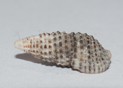 Cerithium lutosum