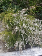 Kunzea ericoides