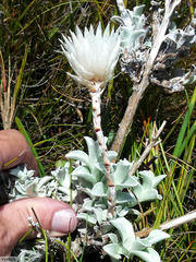 Syncarpha lepidopodium