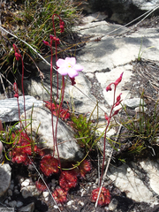 Drosera admirabilis