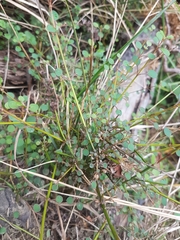 Teucrium parvifolium