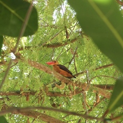 Pelargopsis amauroptera