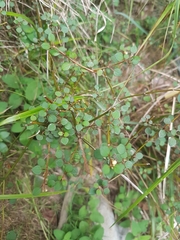 Teucrium parvifolium
