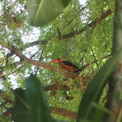 Pelargopsis amauroptera