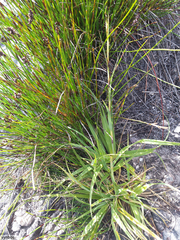 Tetraria triangularis