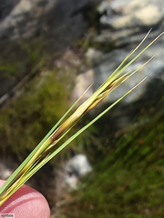 Tetraria triangularis