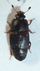 Caplothorax lugubris