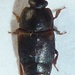 Dusky Sap Beetle - Photo (c) Scott Gilmore, some rights reserved (CC BY-NC), uploaded by Scott Gilmore