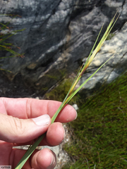 Tetraria triangularis