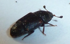 Caplothorax lugubris
