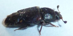Caplothorax lugubris