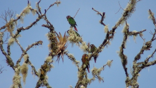 Pyrrhura calliptera