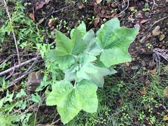Malacothamnus fasciculatus nuttallii