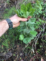 Malacothamnus fasciculatus nuttallii