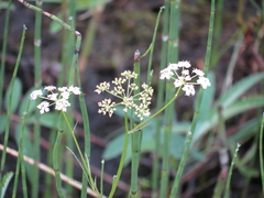 Oenantheae