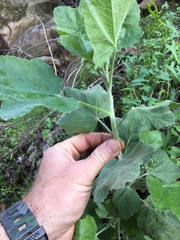 Malacothamnus fasciculatus nuttallii