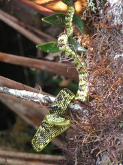 Bothrops pulcher